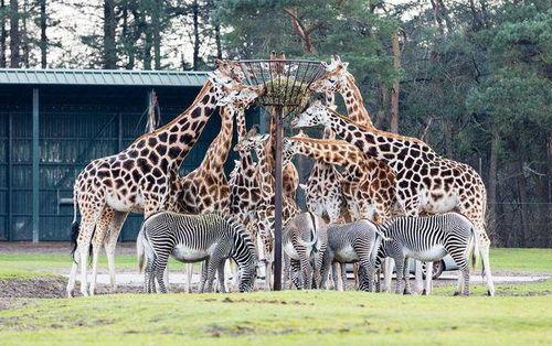 头条动物园宠物视频在哪,头条动物园宠物视频，带你走进萌宠世界