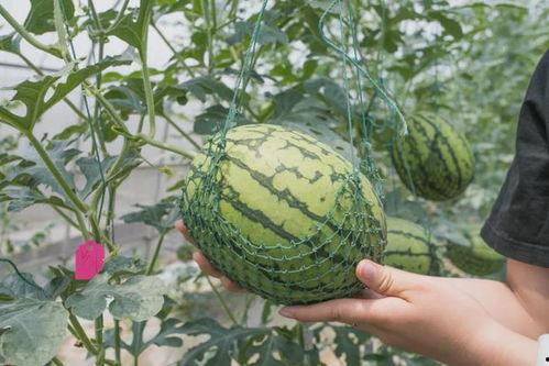 翰林府吃瓜后续进展