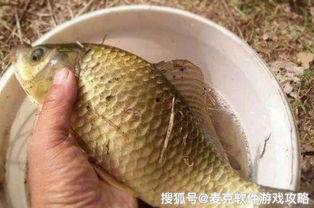 鲫瓜老师开饵视频,视频教学助你渔获满满