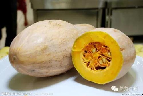 吃瓜直播南瓜,南瓜带你领略直播界的甜蜜诱惑