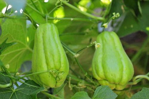 佛手瓜怎么吃黏手,轻松烹饪美味佳肴