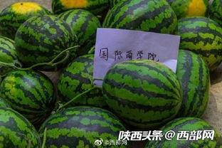 十八楼前排吃瓜,揭秘吃瓜群众的围观奥秘