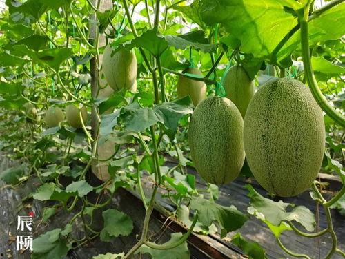 吃瓜站在树上,揭秘瓜界风云