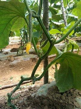 哪些瓜的叶茎可以吃,探索可食用叶茎的瓜类宝藏